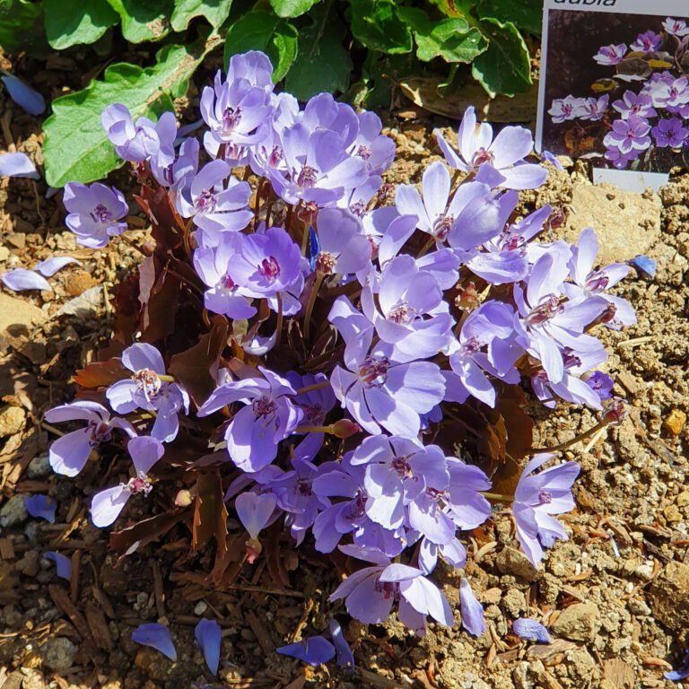 20220329_깽깽이풀