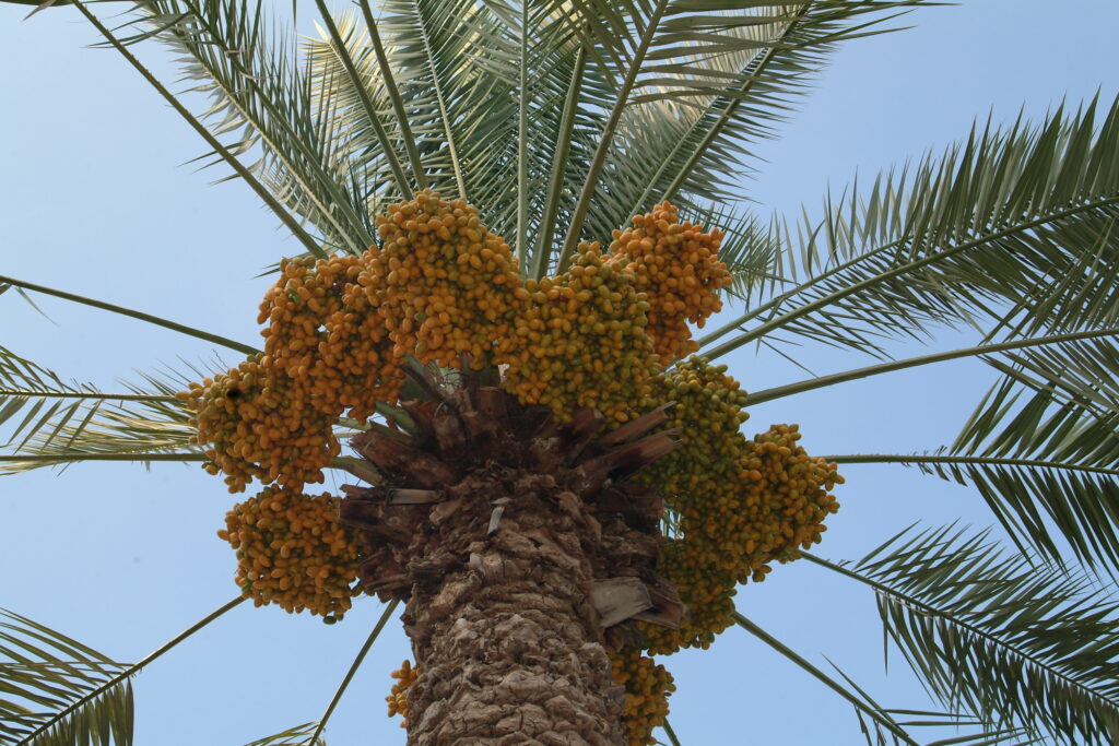 2date-palm2-1024x683.jpg
