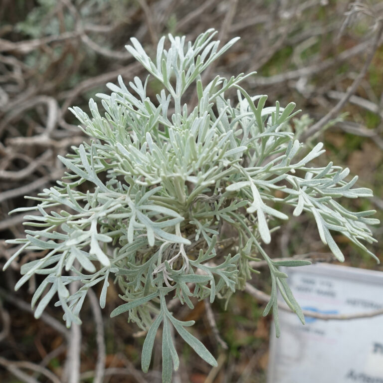 77Artemisia arborescens2