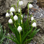 Leucojum vernum plant