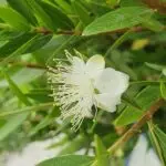 myrtus